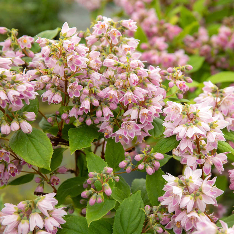 Deutzia 'Raspberry Sundae'