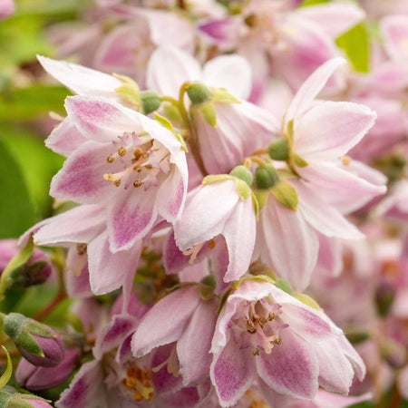 Deutzia 'Raspberry Sundae'