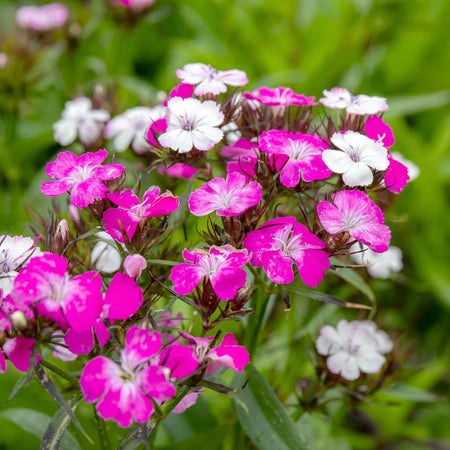 Dianthus 'Dash Magician'