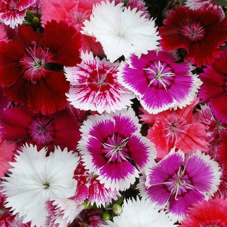 Carnation 'Festival Mix' F1