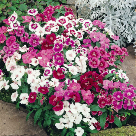 Carnation 'Festival Mix' F1