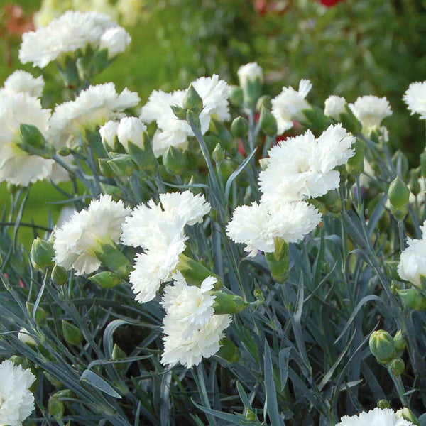 Dianthus Plant Garden Pinks Scent First 'Memories'
