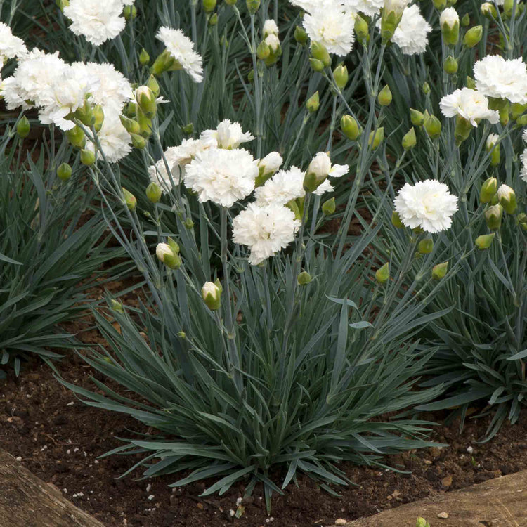Dianthus Plant Garden Pinks Scent First 'Memories'