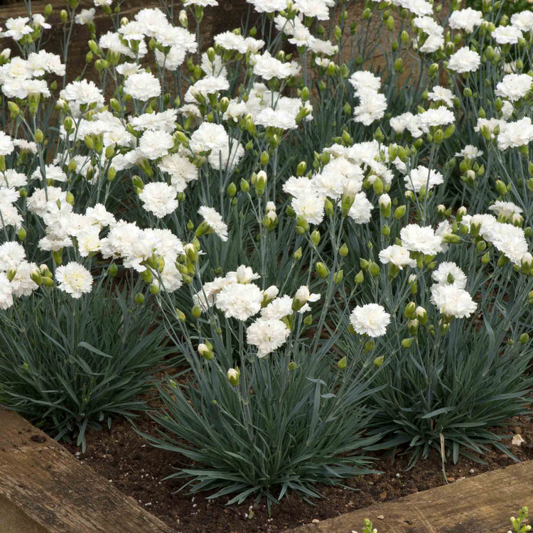 Dianthus Plant Garden Pinks Scent First 'Memories'
