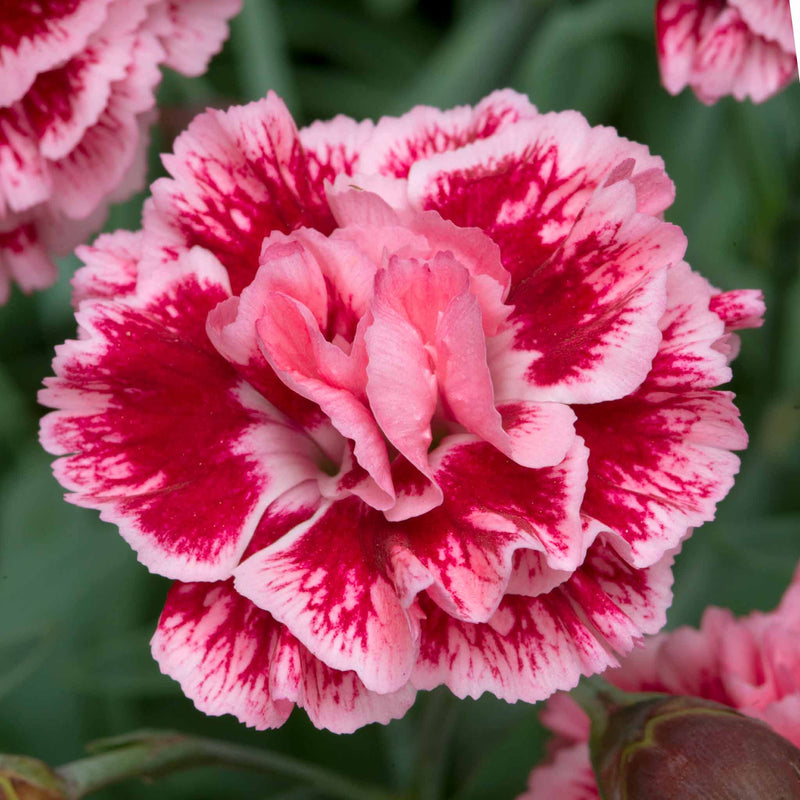 Dianthus Plant 'Pinks Scent First Sugar Plum'