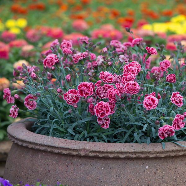 Dianthus Plant 'Pinks Scent First Sugar Plum'