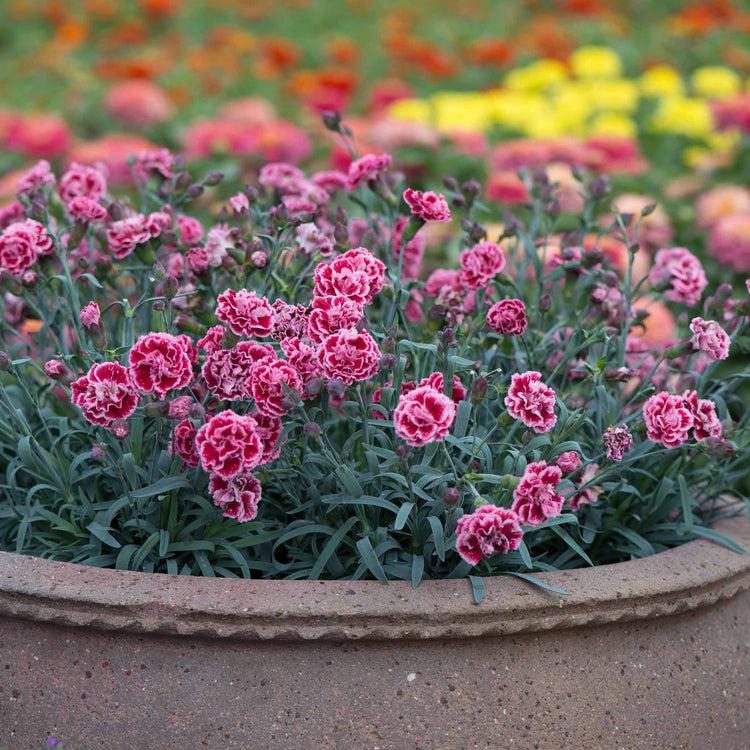 Dianthus Plant 'Pinks Scent First Sugar Plum'