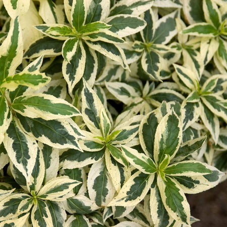 Diervilla Sessilifolia 'Cool Splash'™