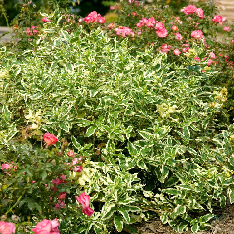 Diervilla Sessilifolia 'Cool Splash'™