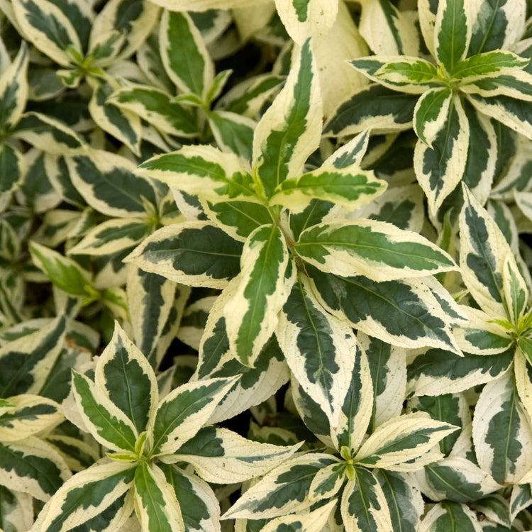 Diervilla Sessilifolia 'Cool Splash'™