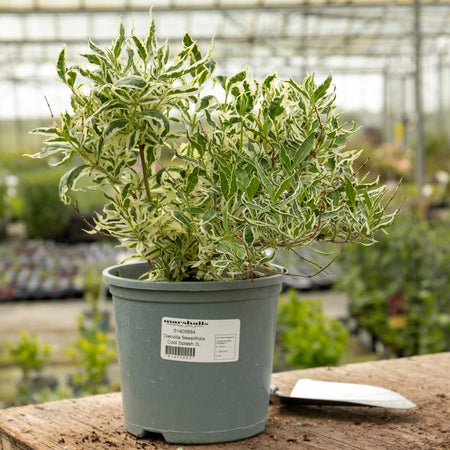 Diervilla Sessilifolia 'Cool Splash'™