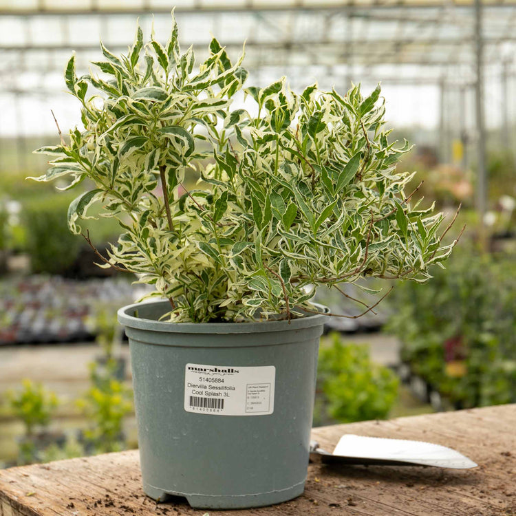 Diervilla Sessilifolia 'Cool Splash'™