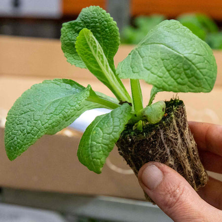 Digitalis Tall Collection