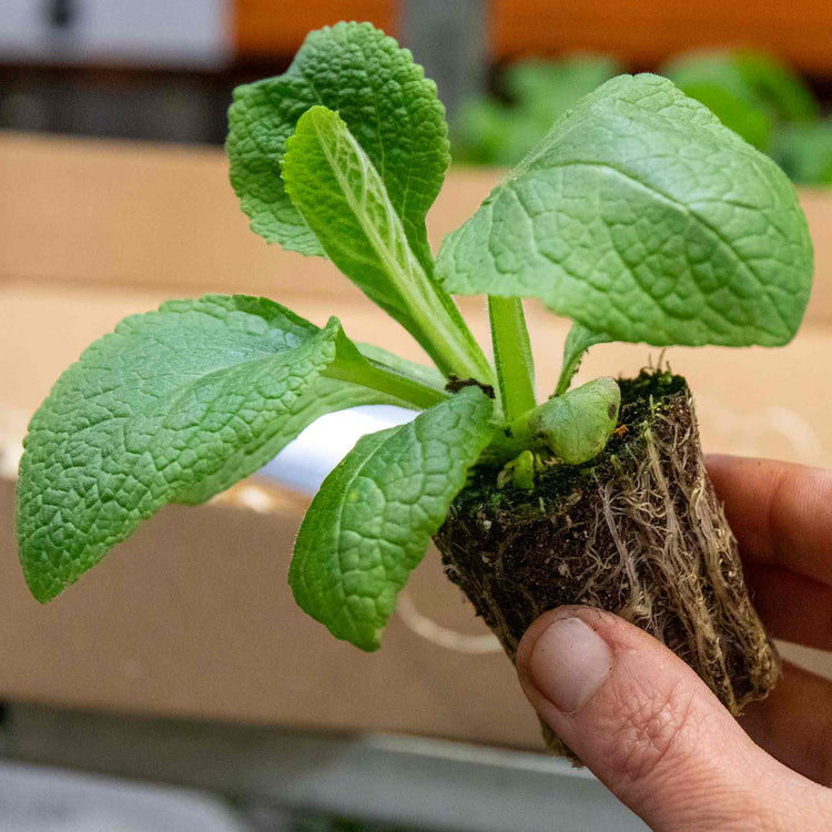 Digitalis Tall Collection