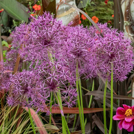 Allium Bulb 'Purple Rain'
