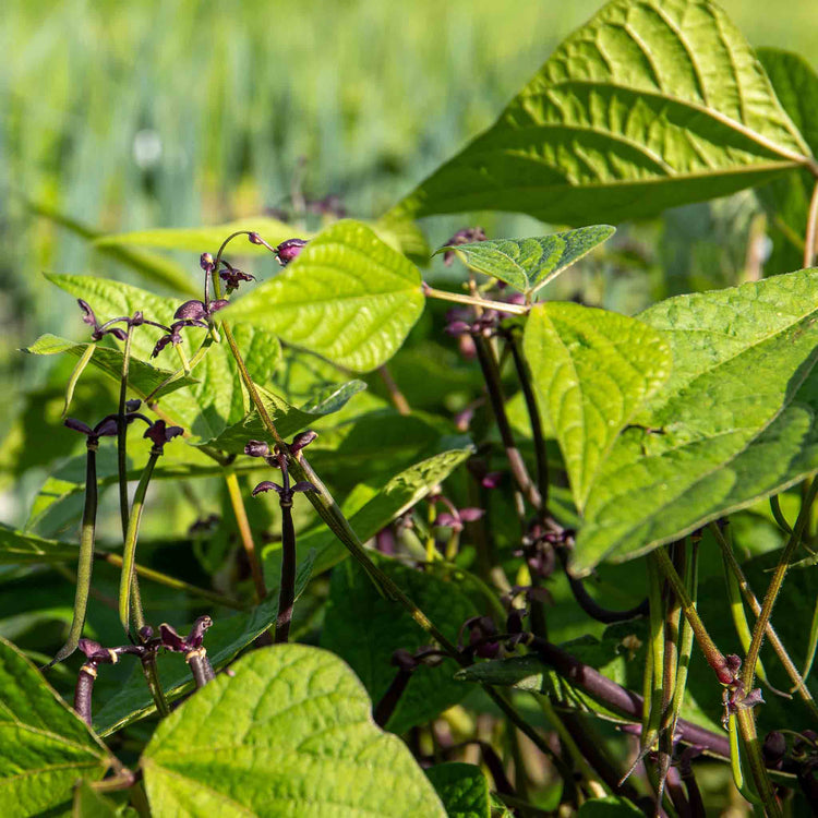 French Bean Plant 'Dwarf Amethyst'