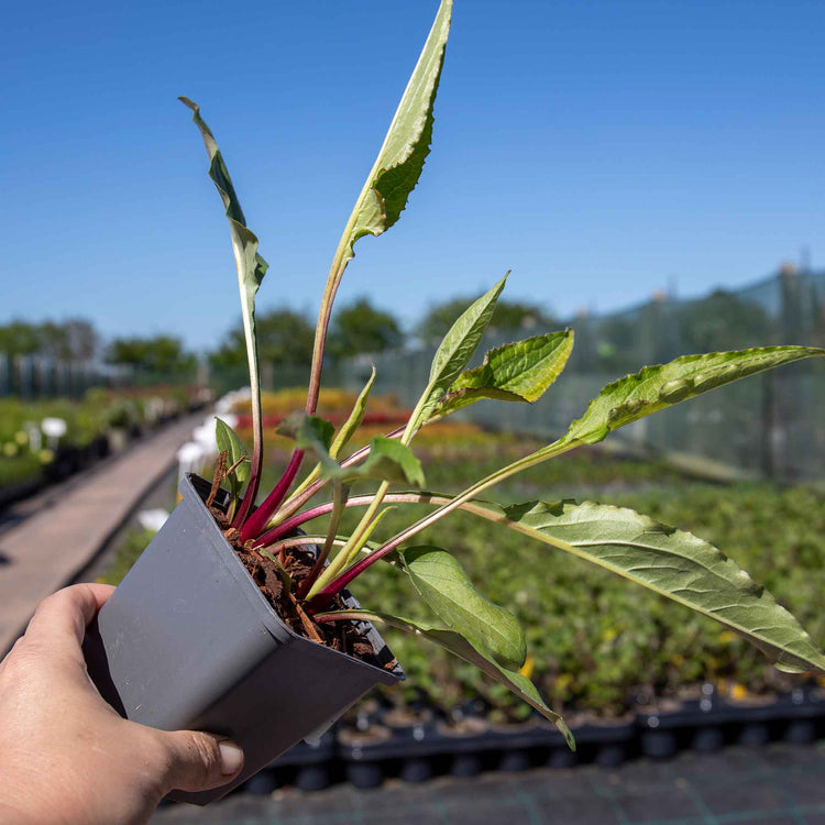 Echinacea 'Green Twister'