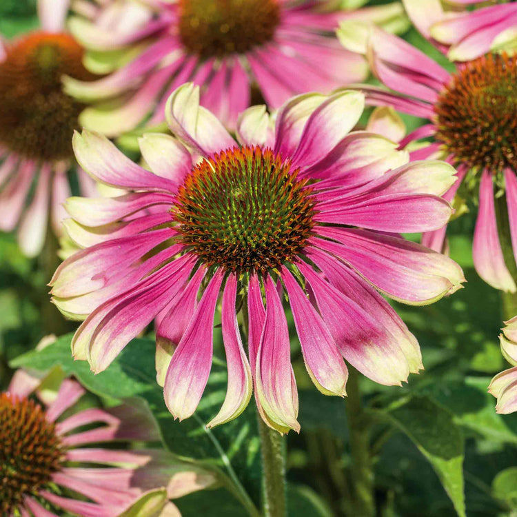 Echinacea 'Green Twister'