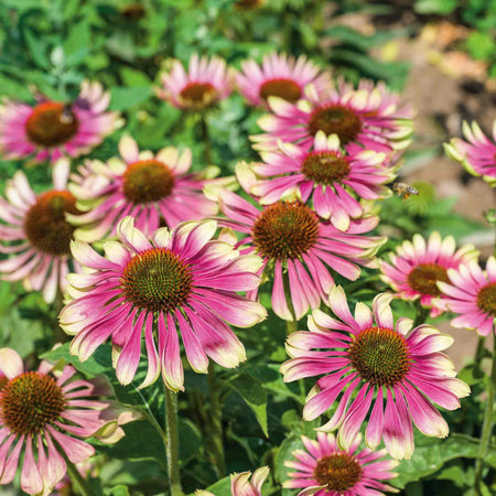 Echinacea 'Green Twister'