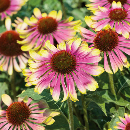 Echinacea 'Green Twister'