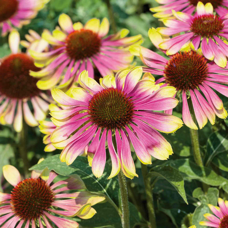 Echinacea 'Green Twister'