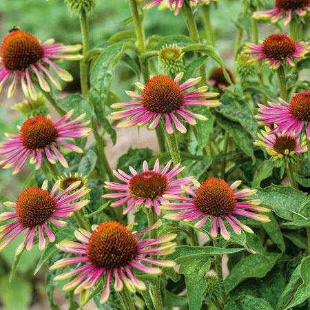 Echinacea 'Green Twister'