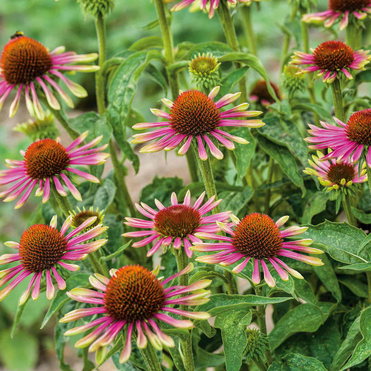 Echinacea 'Green Twister'