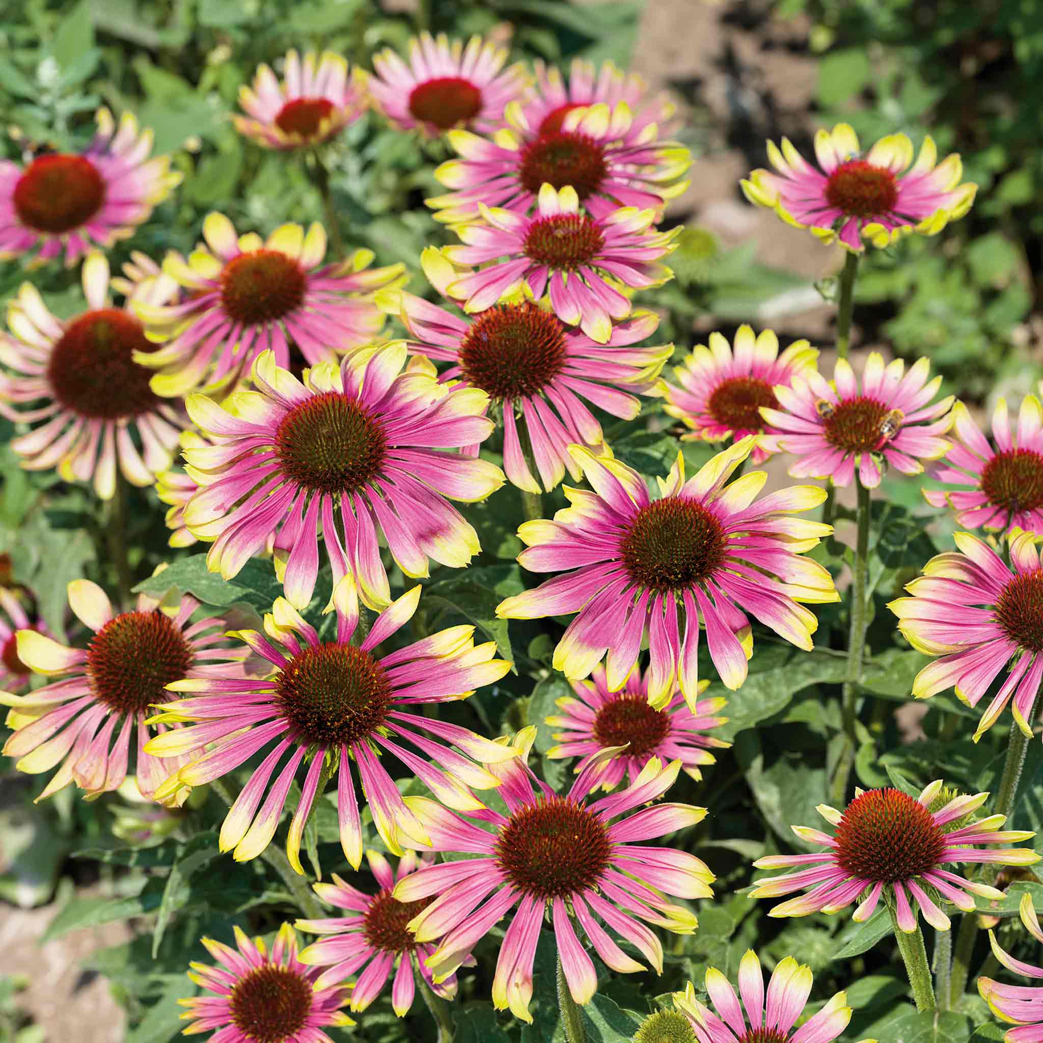 Echinacea Plant 'Green Twister' | Marshalls Garden