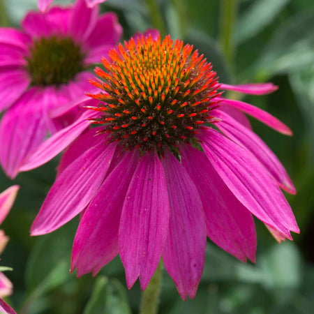 Echinacea Plant 'PowWow Wild Berry'