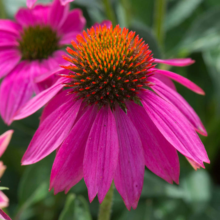 Echinacea Plant 'PowWow Wild Berry'
