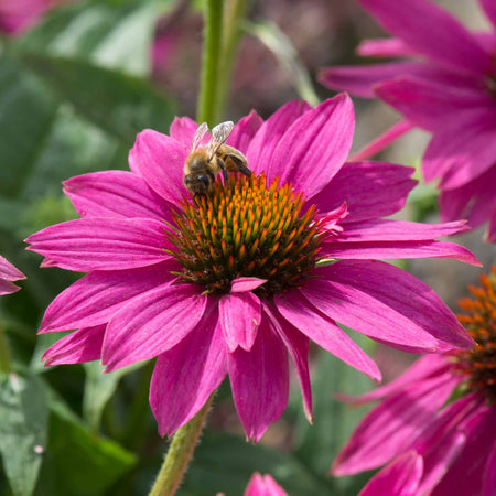 Echinacea Plant 'PowWow Wild Berry'