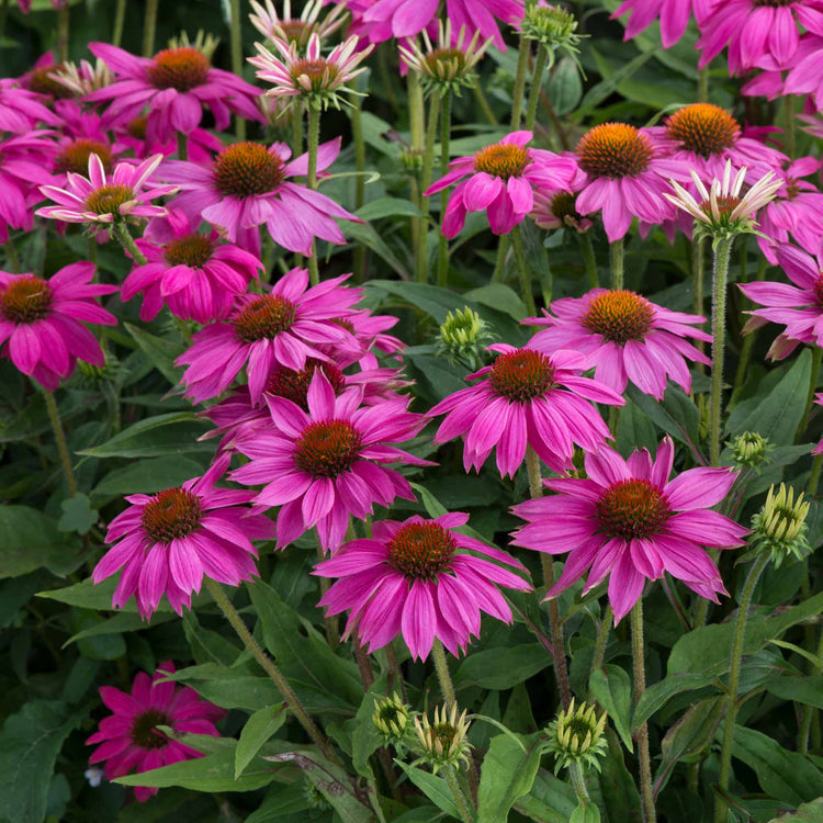 Echinacea Plant 'PowWow Wild Berry'