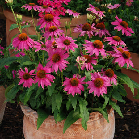 Echinacea Plant 'PowWow Wild Berry'