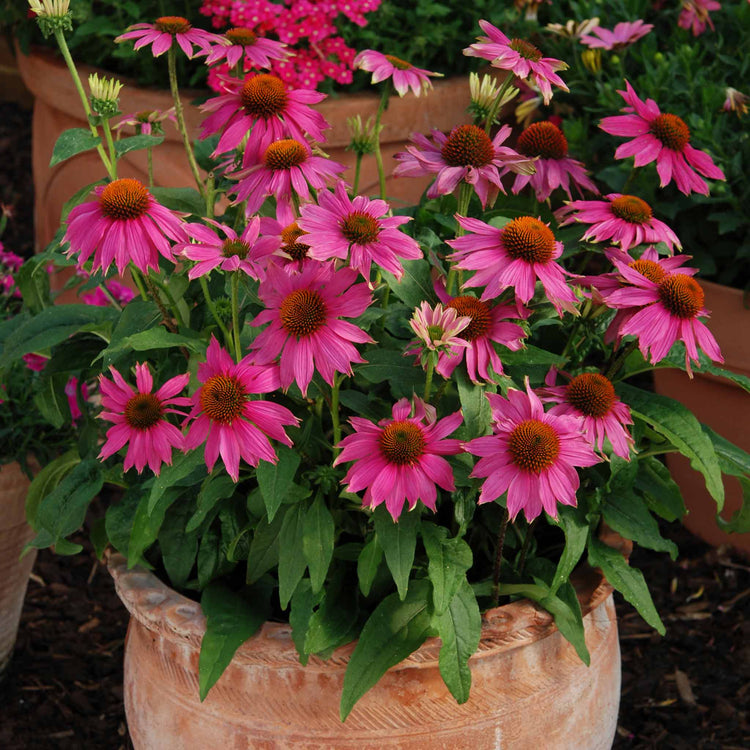 Echinacea Plant 'PowWow Wild Berry'