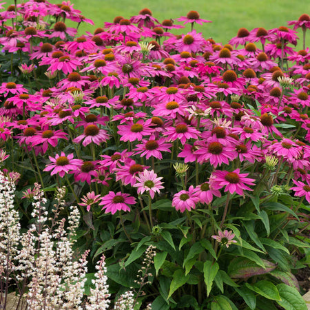 Echinacea Plant 'PowWow Wild Berry'