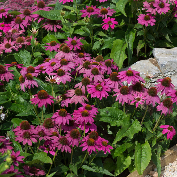 Echinacea Plant 'PowWow Wild Berry'