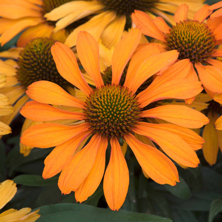 Echinacea 'Prima Saffron'
