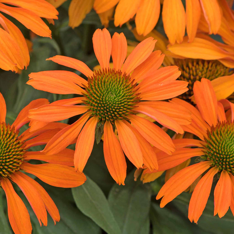 Echinacea Plant 'Prima Saffron'
