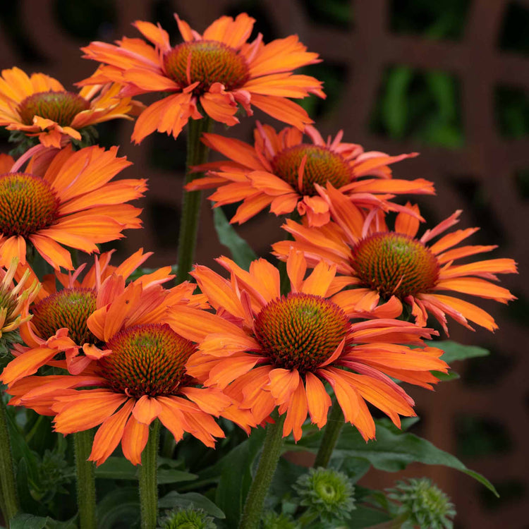 Echinacea Collection