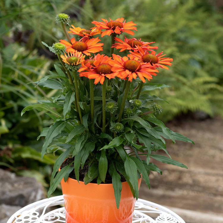 Echinacea Plant 'Prima Saffron'