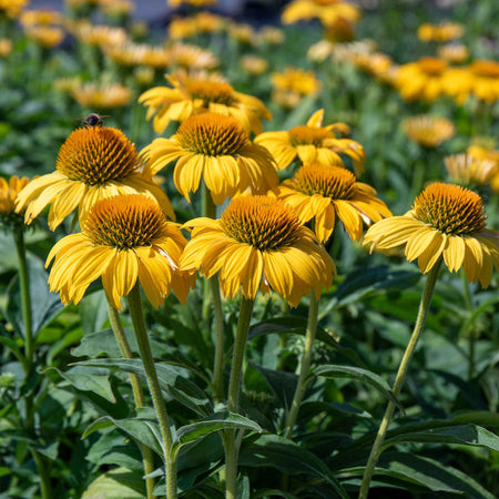 Echinacea papallo 'Deep Yellow'