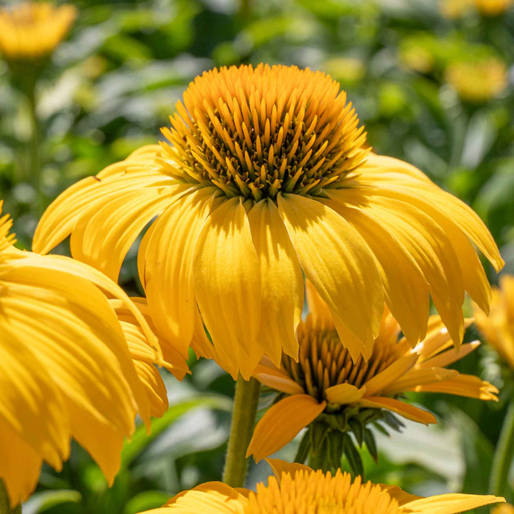 Echinacea papallo 'Deep Yellow'