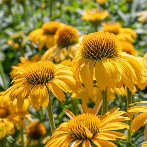 Echinacea papallo 'Deep Yellow'