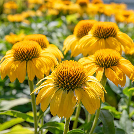 Echinacea papallo 'Deep Yellow'