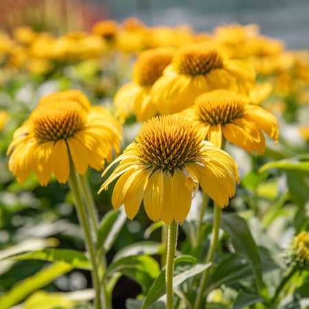 Echinacea papallo 'Deep Yellow'