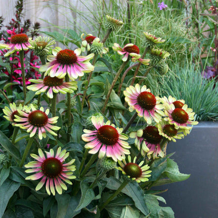 Echinacea 'Green Twister'