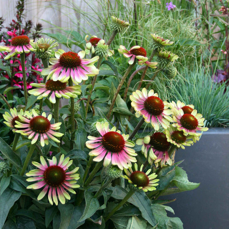 Echinacea 'Green Twister'