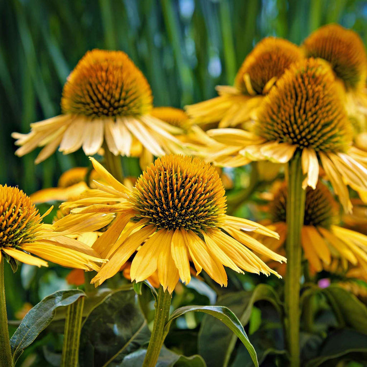 Echinacea papallo 'Deep Yellow'