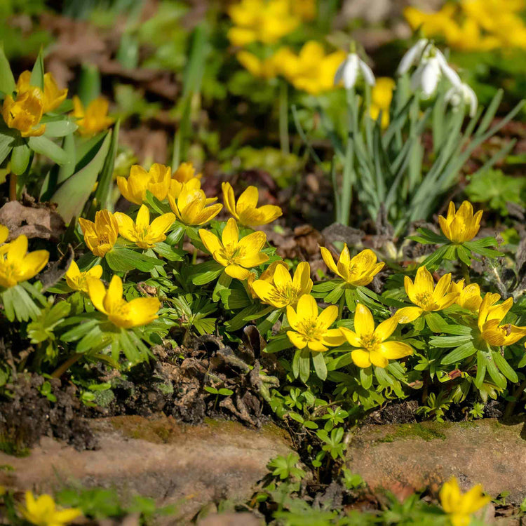 Winter Aconite Bulbs in the Green