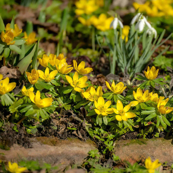 Winter Aconite Bulbs in the Green